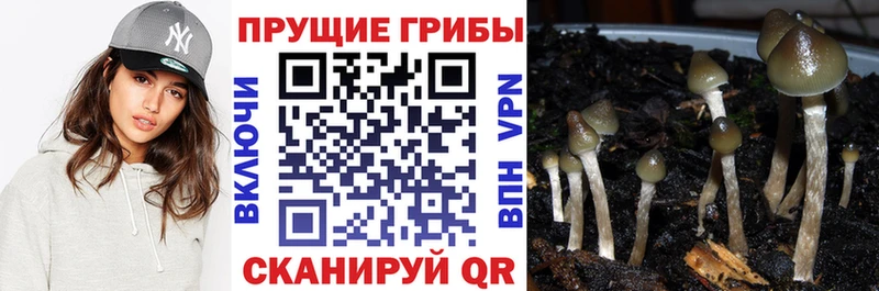 Галлюциногенные грибы Psilocybe  Купить где  Верхний Тагил 